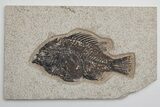 Fossil Fish (Cockerellites) - Green River Formation #214088-1